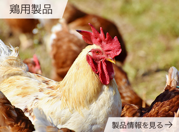 鶏関連製品