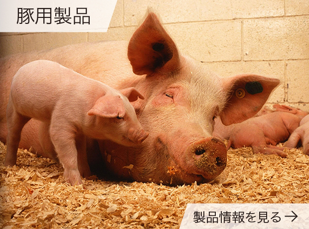 豚関連製品
